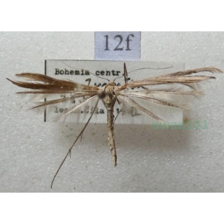 Emmelina monodactyla (Linnaeus, 1758) Piórolotek zwyczajny Czech12f